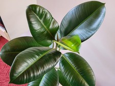 Gummibaum Ficus elastica