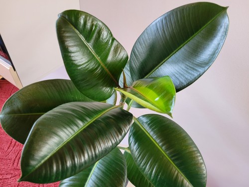 Gummibaum ficus elastica - gummibaum,
