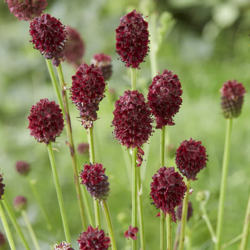 Großer wiesenknopf samen - ,
