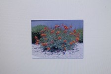 2 x 10 Samen Caesalpinia pulcherrima,Pfauenstrauch,Stolz v. Barbados #103