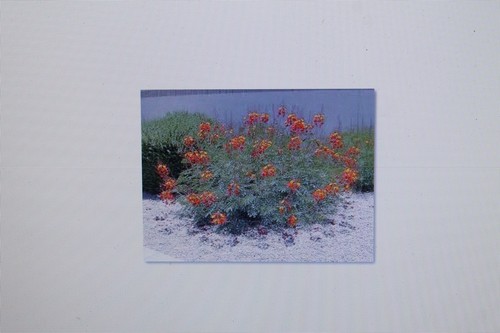 Samen caesalpinia - 2,