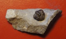 Trilobit Geesops Devon