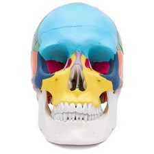 Schädel Anatomie Modell