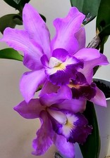 Lila pink blühende cattleya - /,