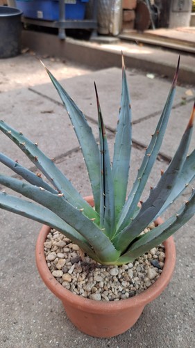 Agave utahensis
