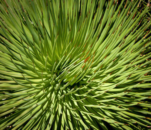 Samen nana agave - -, pflanzen