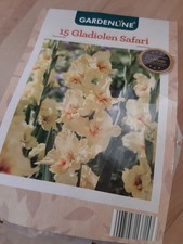 Gladiolen safari Zwiebeln 15