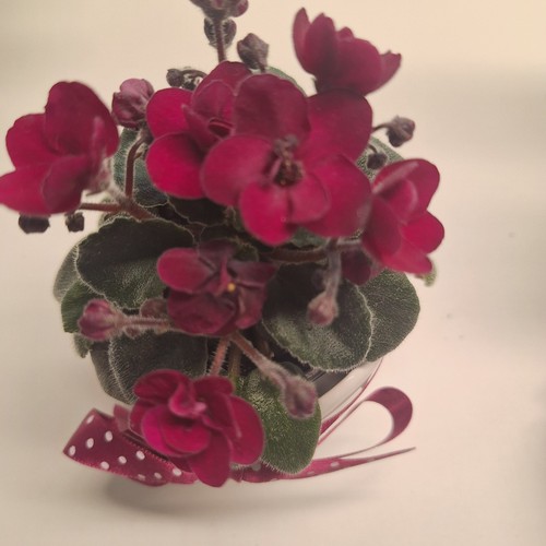 Precious red - precious,