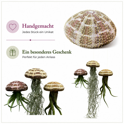 Quallen mit tillandsia in - mit,