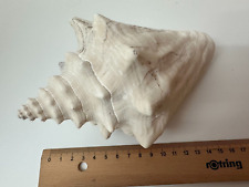 04_Riesen- oder Strandmuschel, Meeresschnecke oder Strombus weiß.