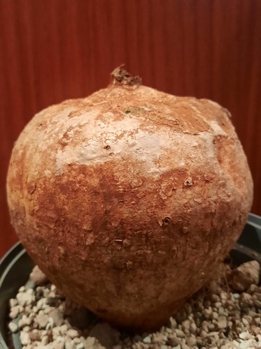 Ipomea bolusiana bolusii - ipomea, xl,