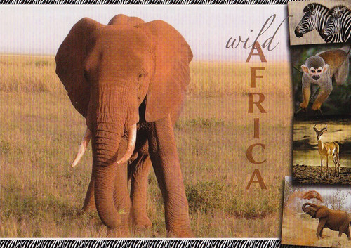 Zoo wildlife africa - ,