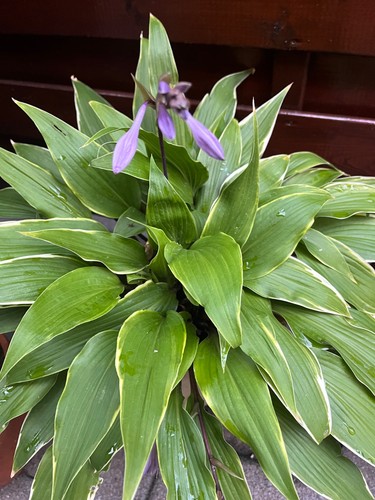 Funkien hosta ableger - funkien,