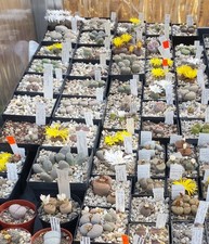 100 Samen einer Lithops Mischung, erntefrisch aus 2025