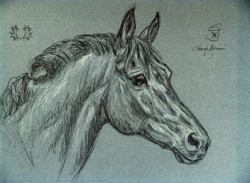Trakehner bild original - bild,