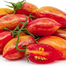 Tomate ARTISAN PINK TIGER 10