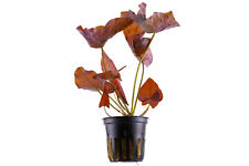 Nymphaea lotus - Topf Roter Tigerlotus Afrika Aquariumpflanze - Tropica 019