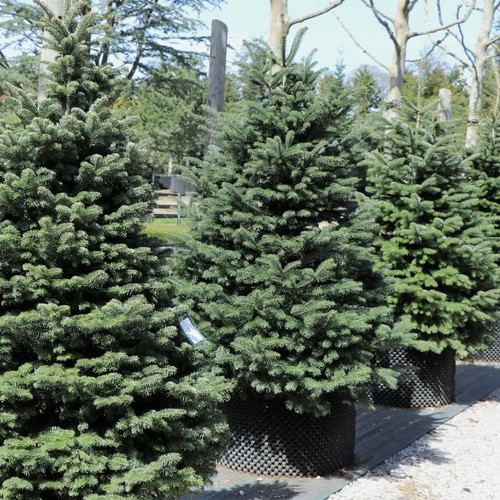 Abies nordmanniana samen - abies,