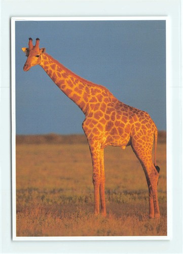 Postkarte nordgiraffe - 1, ak