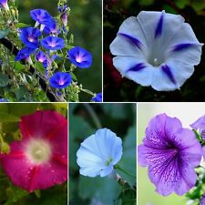 50 Samen gestreifte Prunkwinde Mischung Ipomoea purpurea schneller Wuchs