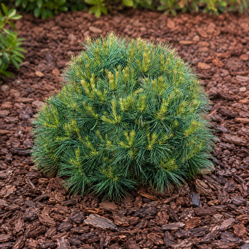 Pinus strobus sea - sea, urchin