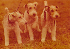 Foxterrier * TERRIER  * Postkarte    *   Postcard    !!!!   RARE !!!!!  # 4