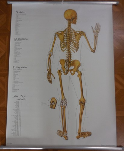 Anatomie schulwandkarte - anatomie,
