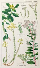 DIETRICH Fetthenne Flora Universalis Original Lithografie 1850