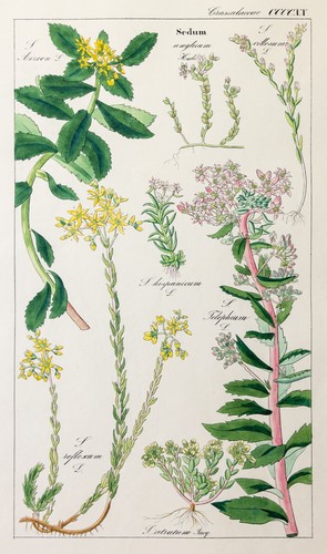 Dietrich fetthenne flora - dietrich,