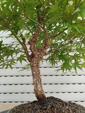 Bonsai - Fächerahorn, Acer Palmatum Arakawa