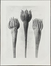 Karl Blossfeldt, lamb salad