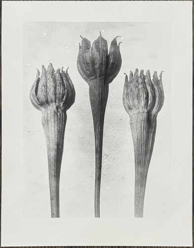 Karl blossfeldt lämmersalat - karl, blossfeldt,