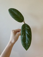 Hoya Meredithii Aceh Splash