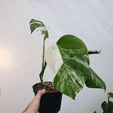 1x Monstera Variegata