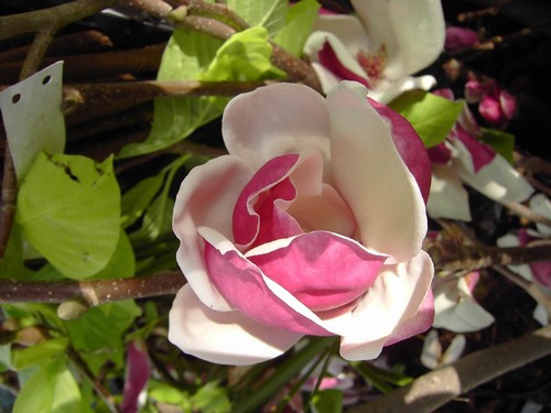 Magnolia fragrant cloud - fragrant,