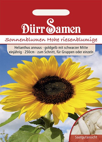 Sonnenblume hohe riesen - hohe,