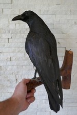 Altes Tierpräparat Kolkrabe Rabe Odin Valhalla ausgestopft präpariert taxidermy