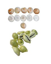 Gomati Chakra & Yellow kaudi