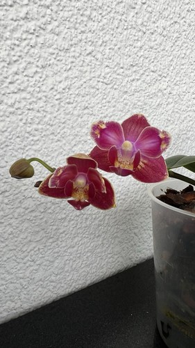 Phalaenopsis blumengroße 4sm - blumengroße,