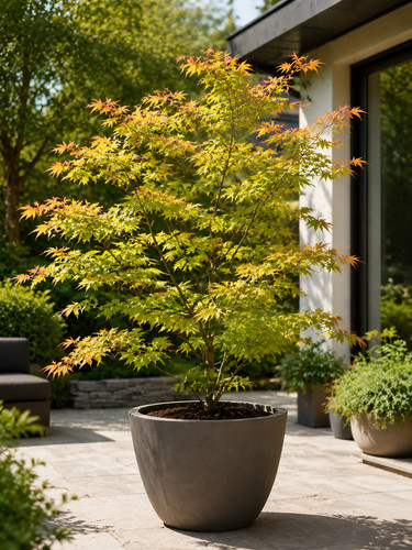 Acer palmatum orange - palmatum,