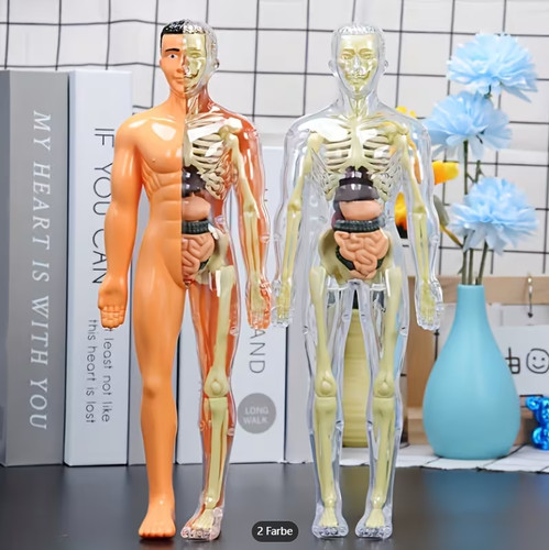 2tlg human body - 3d,