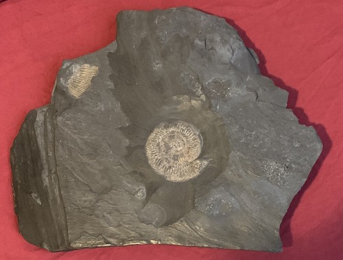Ammonit tierfossil - ammonit,