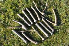 Sitzstangen für Vögel aus