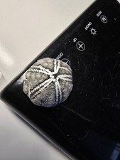 Seeigel Galerites Steinkern