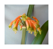 1x Clivia gardenii Gideon Botha Amaryllis Blumen Pflanzen - Samen / Bulbs B957