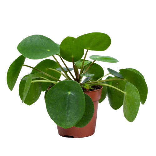 Bloomique pilea - bloomique,