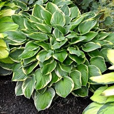 2 Hosta aureomarginata