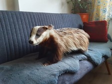 Dachs Tierpräparat -