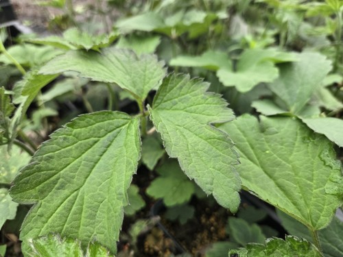 Anemone tomentosa