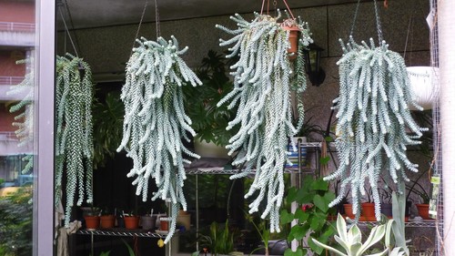 Fünf bewürzelten sedum - bewürzelten,